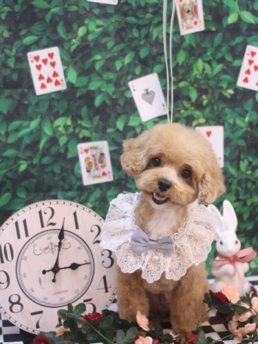 20250429シナモンくん